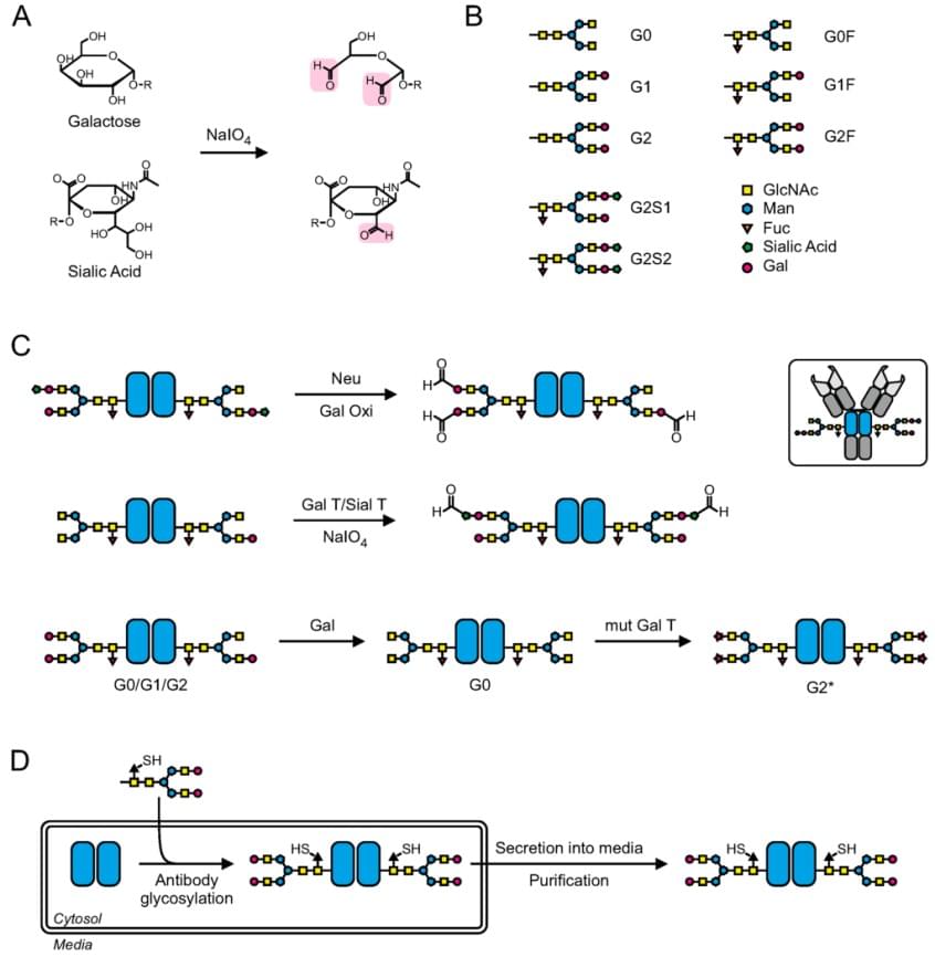 Carbohydrate-based conjugation