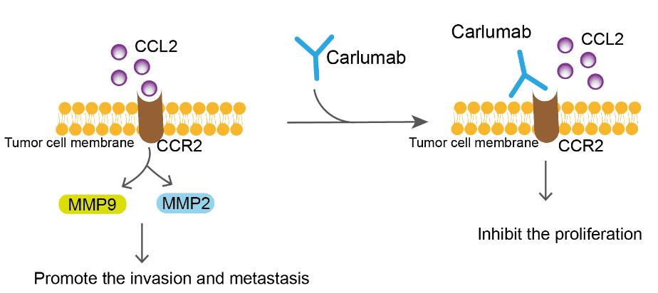 Mechanism of Action of Carlumab