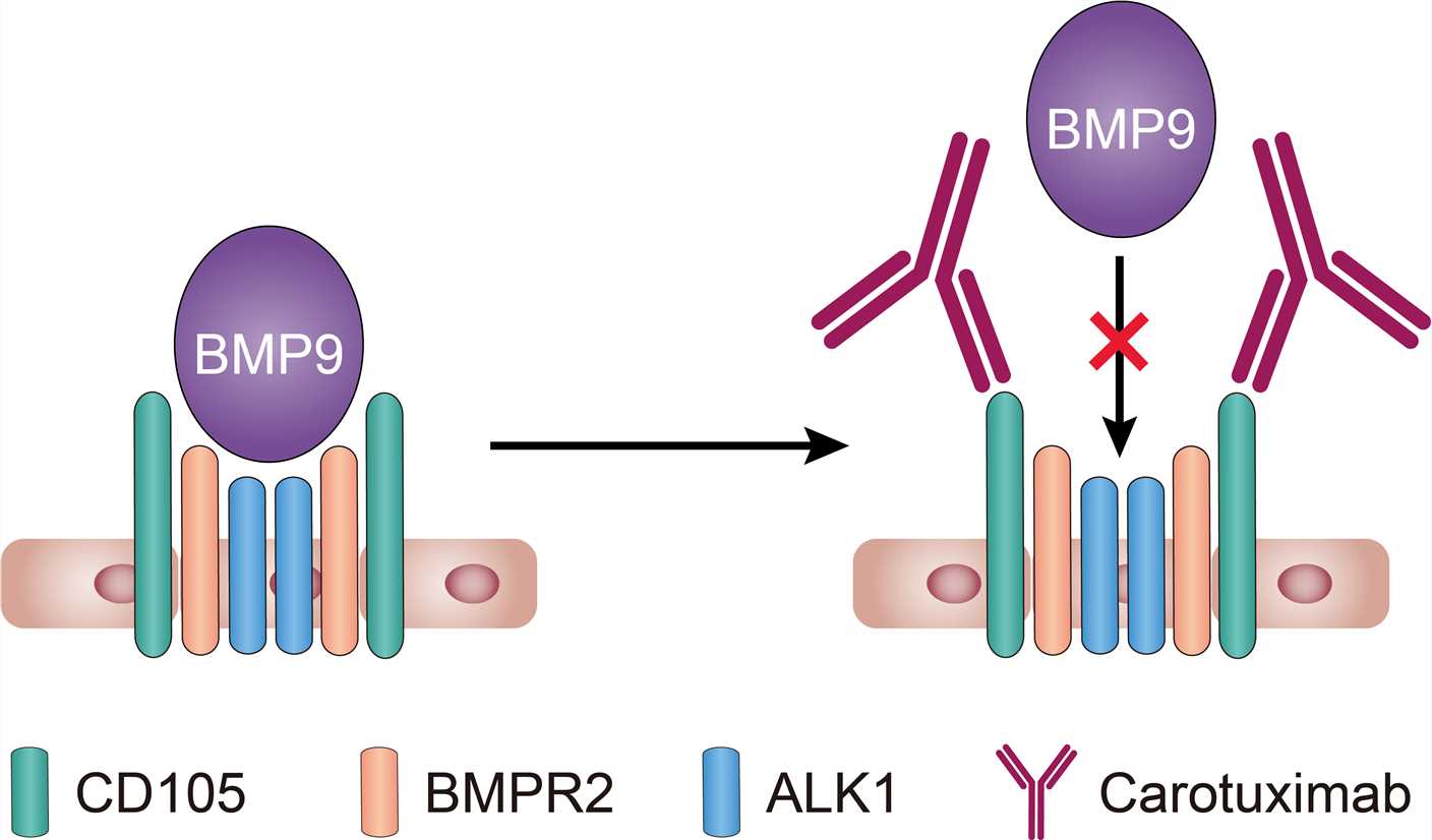 Mechanism of action of Carotuximab