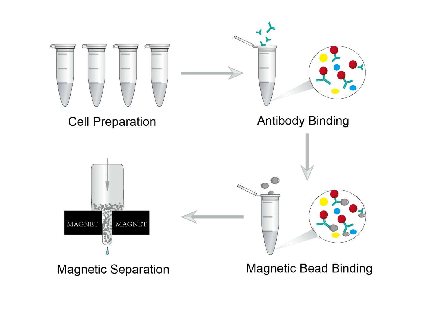 Cell Separation