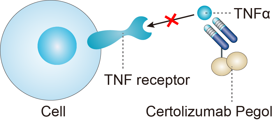 Mechanism of Action of Certolizumab Pegol