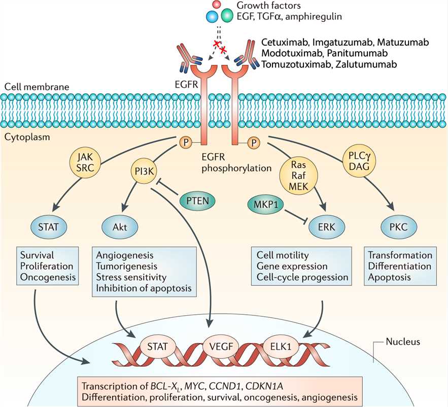 Mechanism of action of Cetuximab