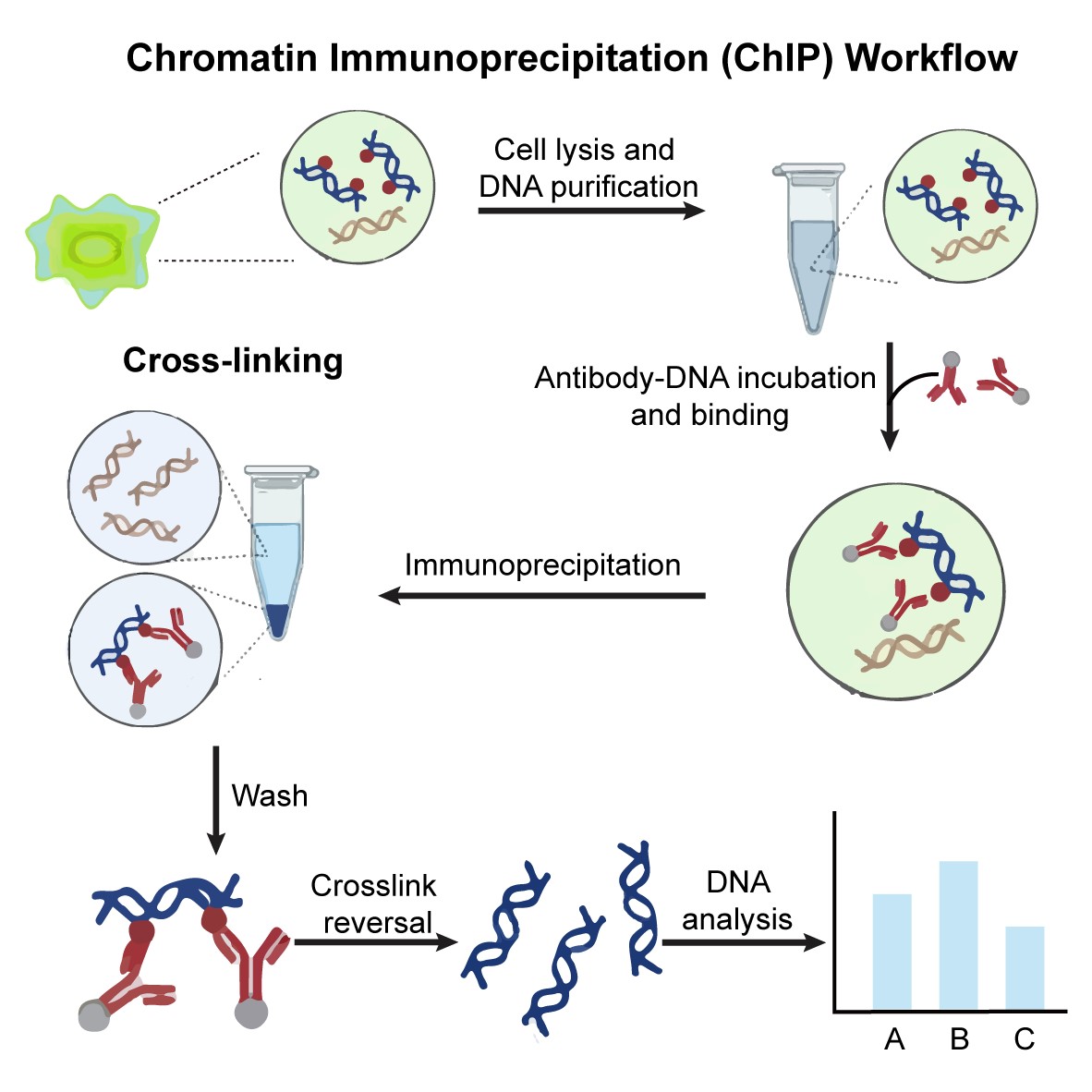 ChIP Kits (Creative Biolabs Authorized)