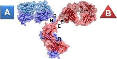 Diagram of a charge pair bispecific antibody