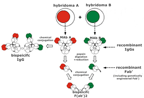 chemical conjugation