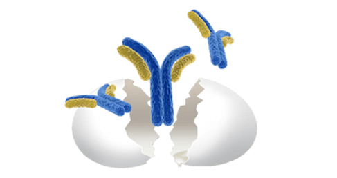 Chicken IgY Antibody