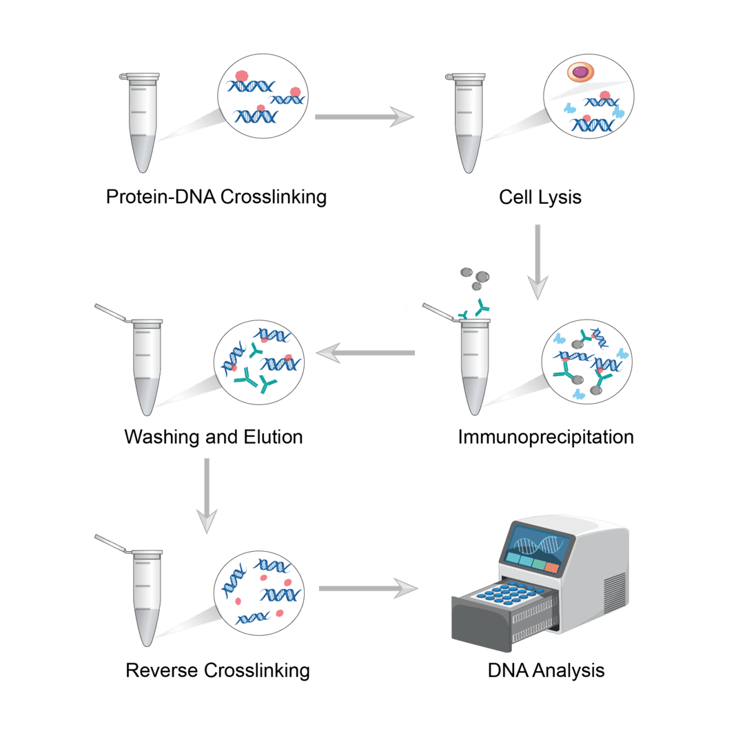 Chromatin Immunoprecipitation