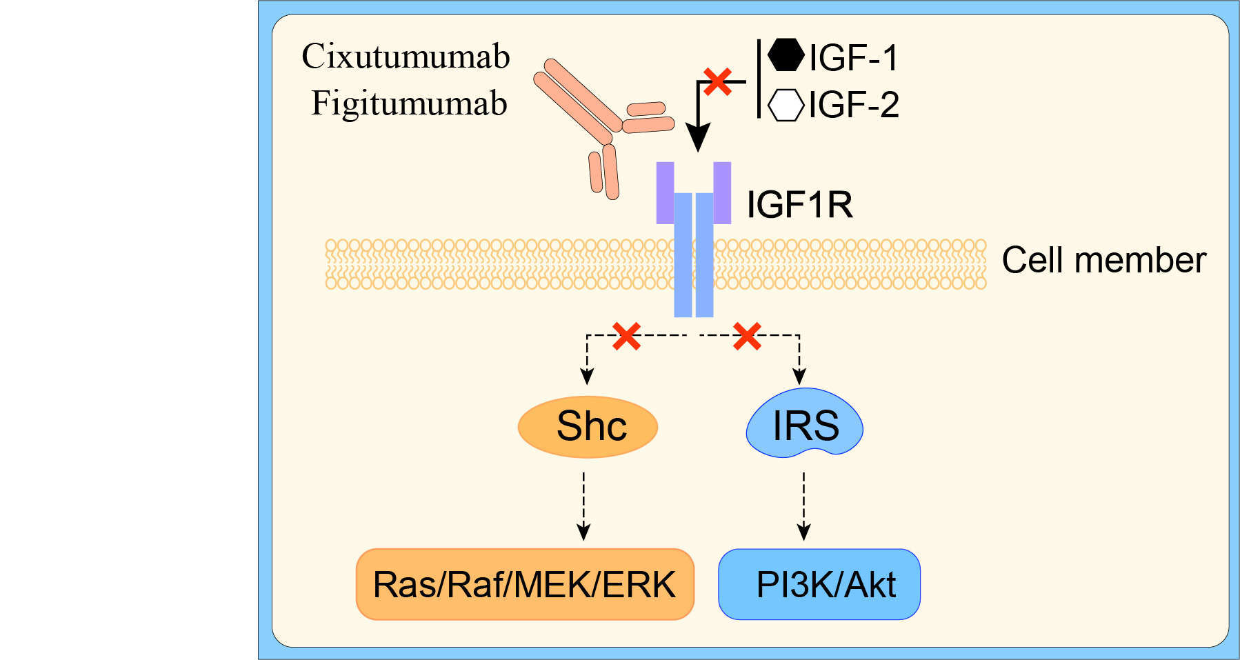 Mechanism of Action of Cixutumumab