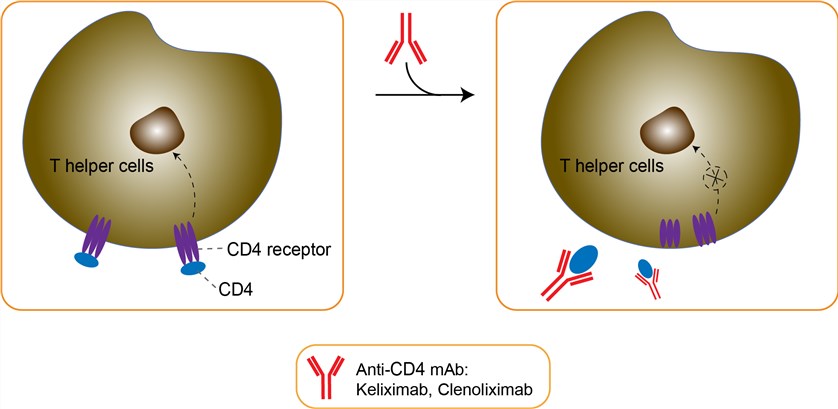 Mechanism of Action of Clenoliximab