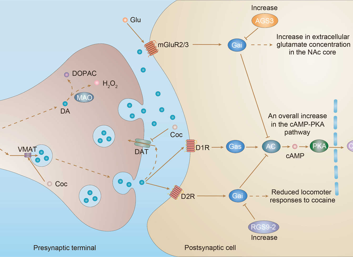 Cocaine Addiction Overview - Pathways, Diagnosis, Targeted Therapies