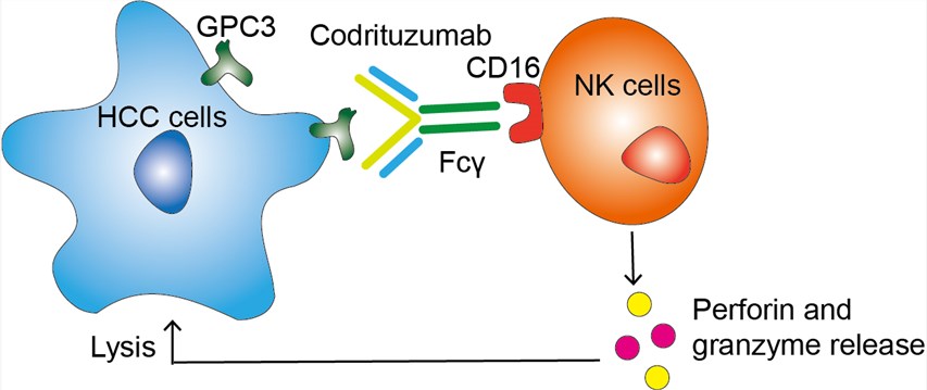 Mechanism of Action of Codrituzumab