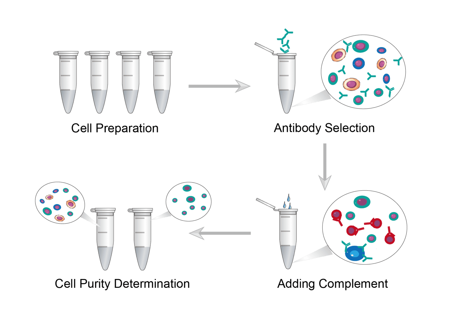 Complement Mediated Cell Depletion