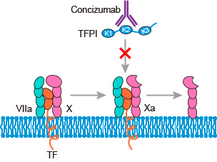 Mechanism of action of concizumab