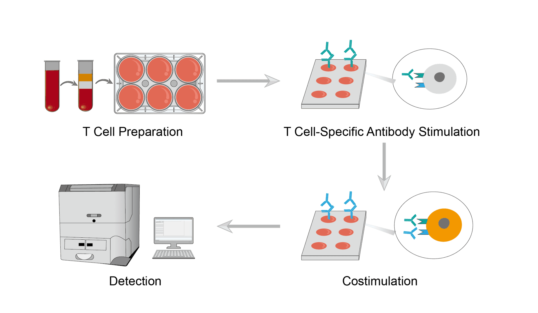 Costimulation