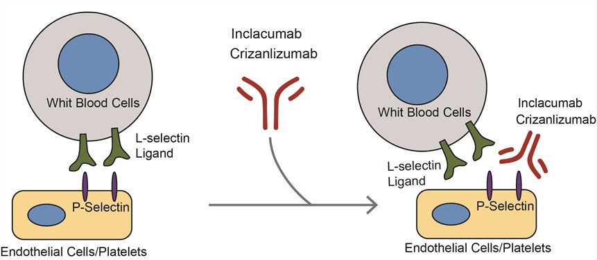 Mechanism of action of Crizanlizumab