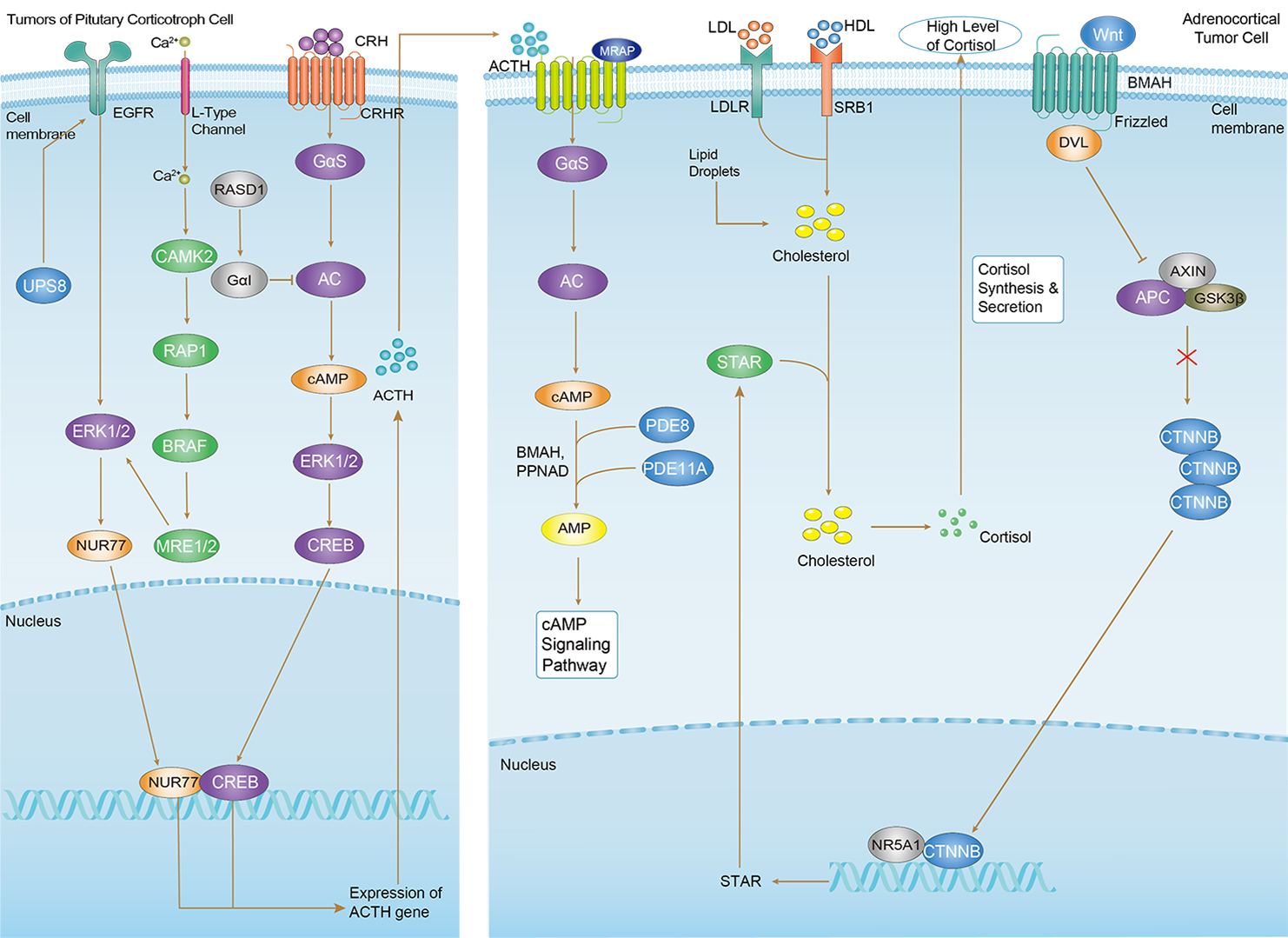 Cushing Syndrome Overview - Pathways, Diagnosis, Targeted Therapies