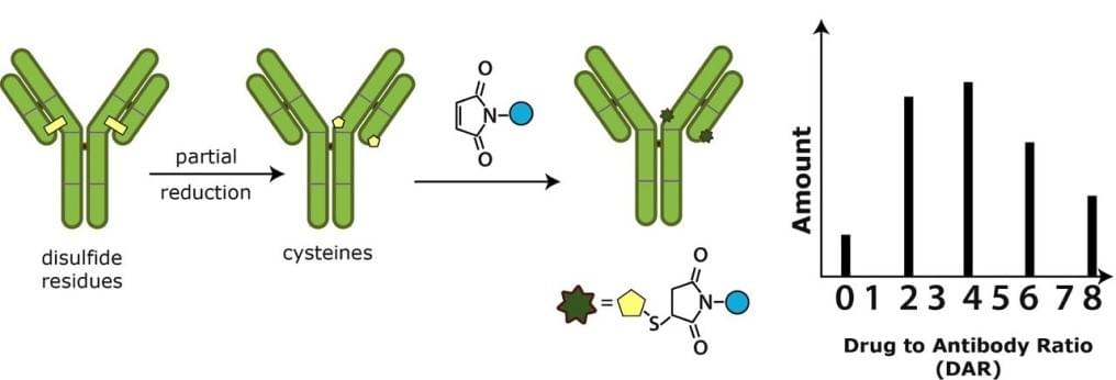 Cysteine-based conjugation 