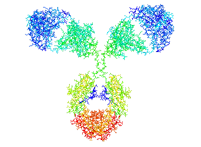 Dual Action Fab Bispecific Antibody