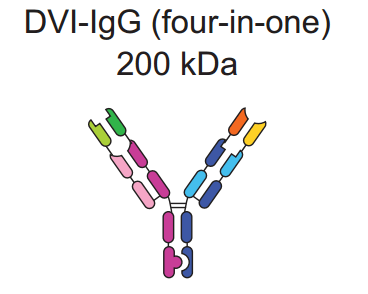Schematic representation of the DVI-IgG antibody