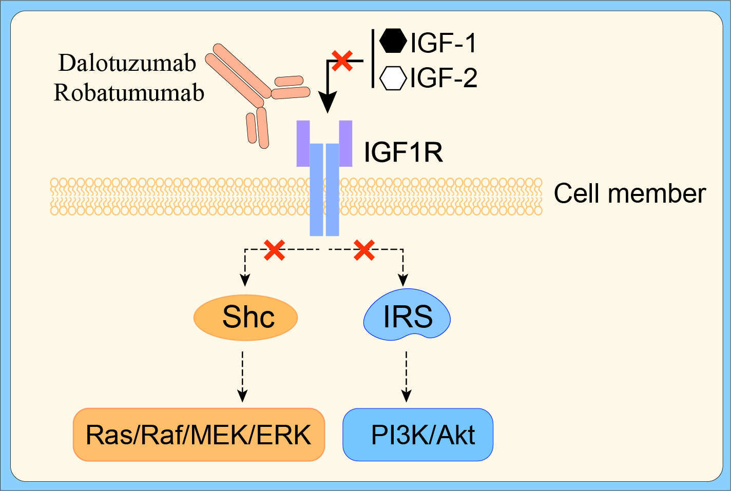 Mechanism of Action of Dalotuzumab