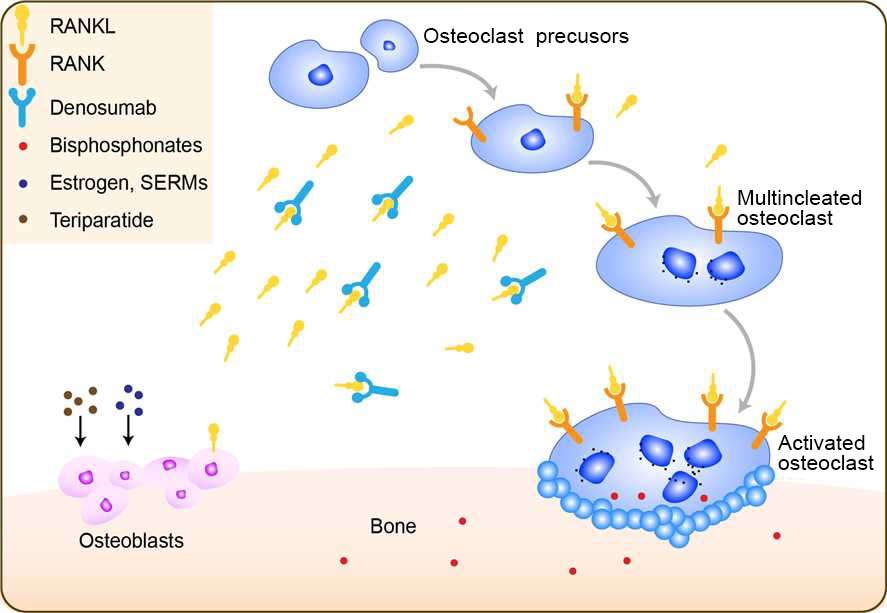 Mechanism of Action of Denosumab