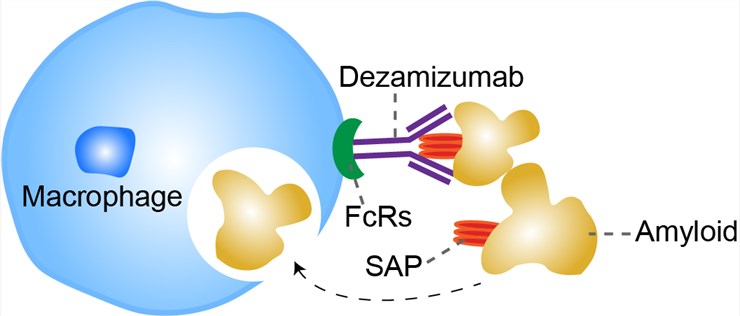 Mechanism of Action of Dezamizumab