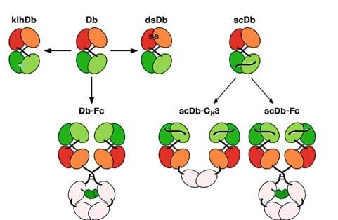 Diagram of the structure of diabody and derivatives