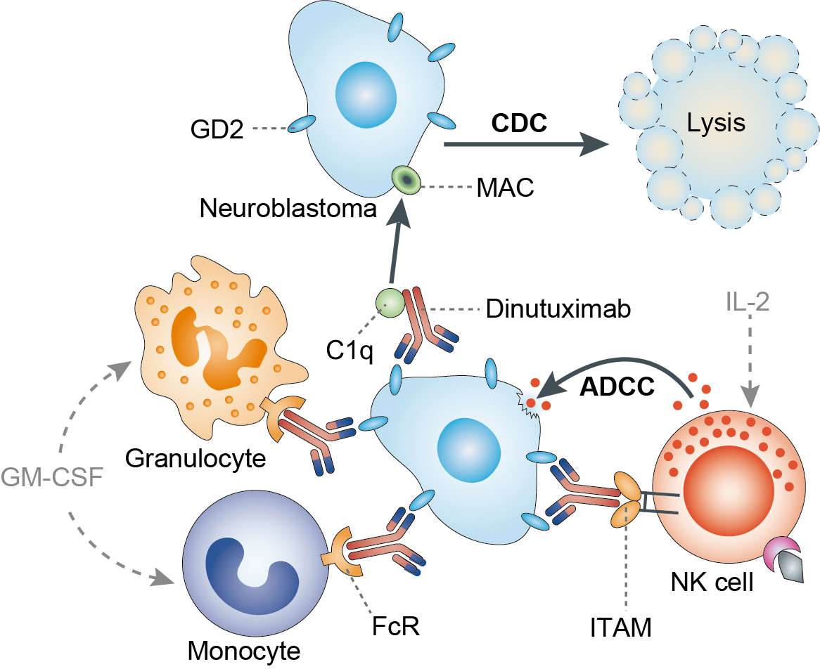 Mechanism of Action of Dinutuximab