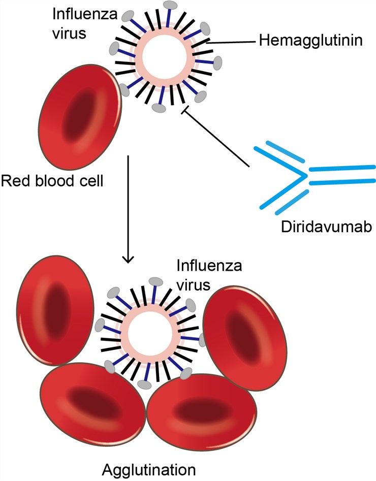 Mechanism of Action of Diridavumab