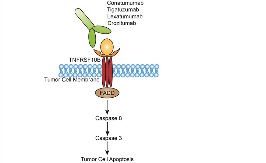 Mechanism of action of Drozitumab