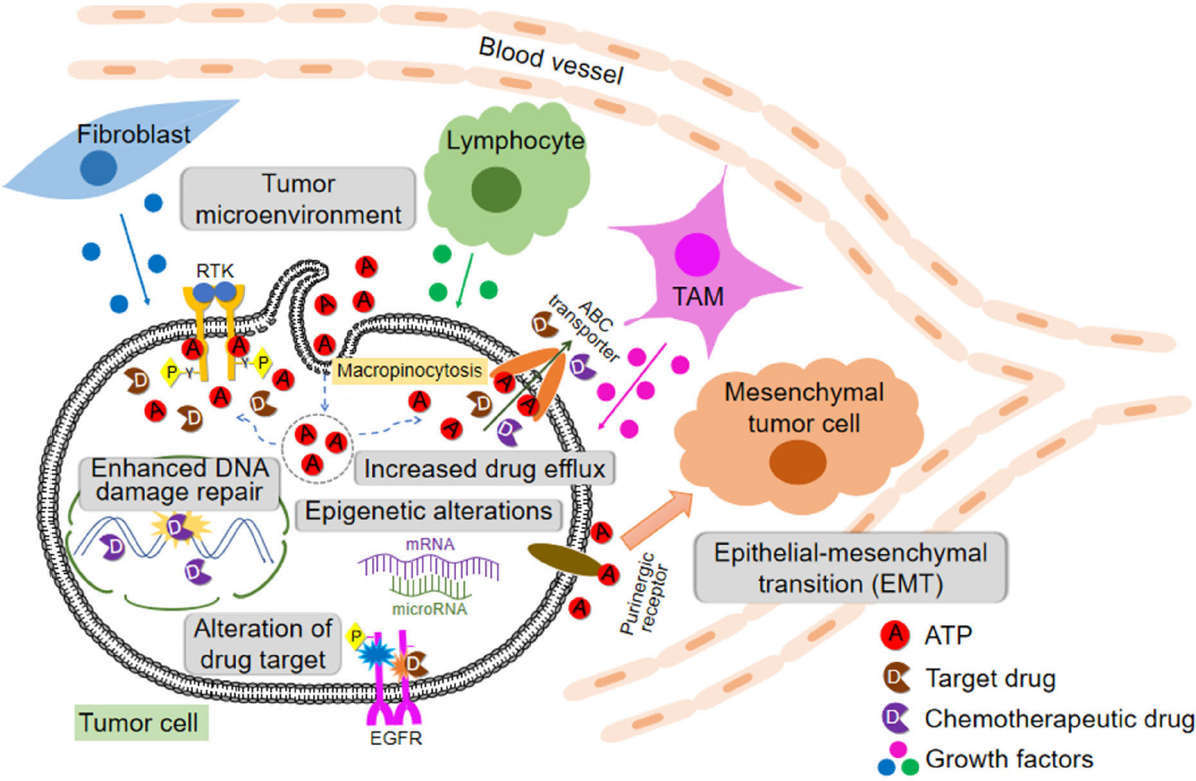 Antineoplastic resistance