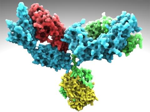 Dual-targeting IgG (DT-IgG)