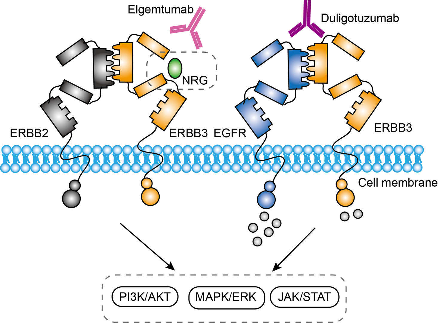 Mechanism of Action of Duligotuzumab