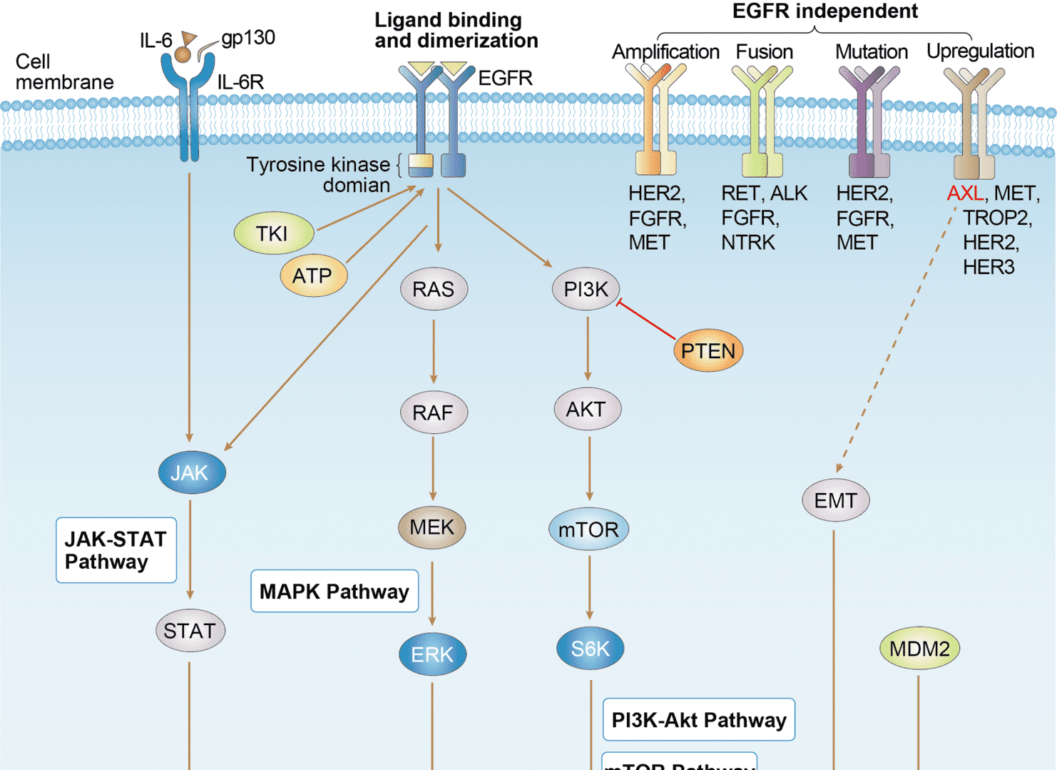 EGFR Tyrosine Kinase Inhibitor Resistance Overview - Pathways, Diagnosis, Targeted Therapies