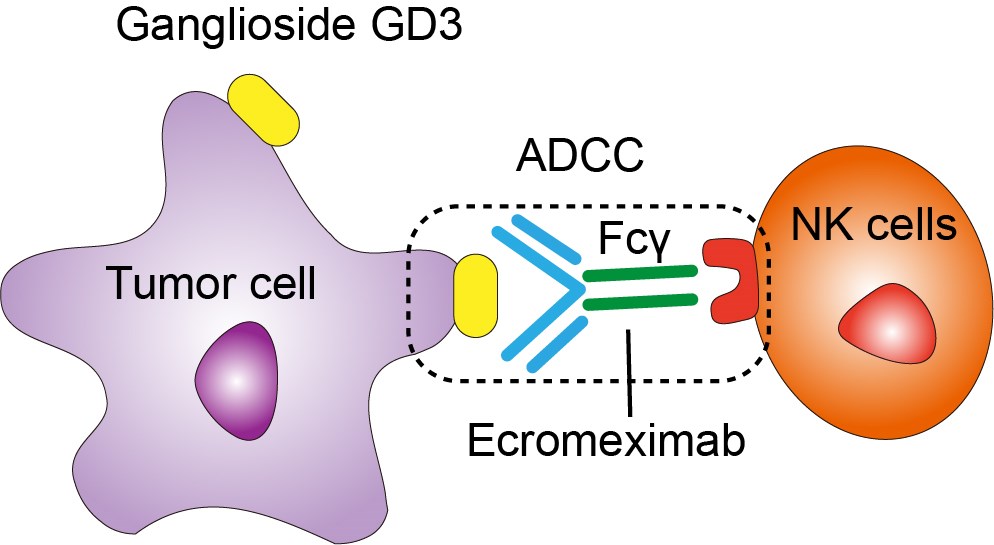 Mechanism of Action of Ecromeximab