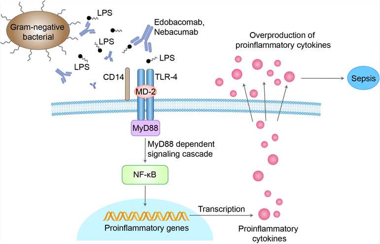 Mechanism of Action of Edobacomab