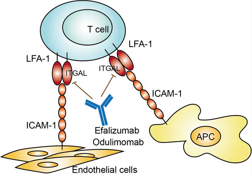 Mechanism of Action of Efalizumab