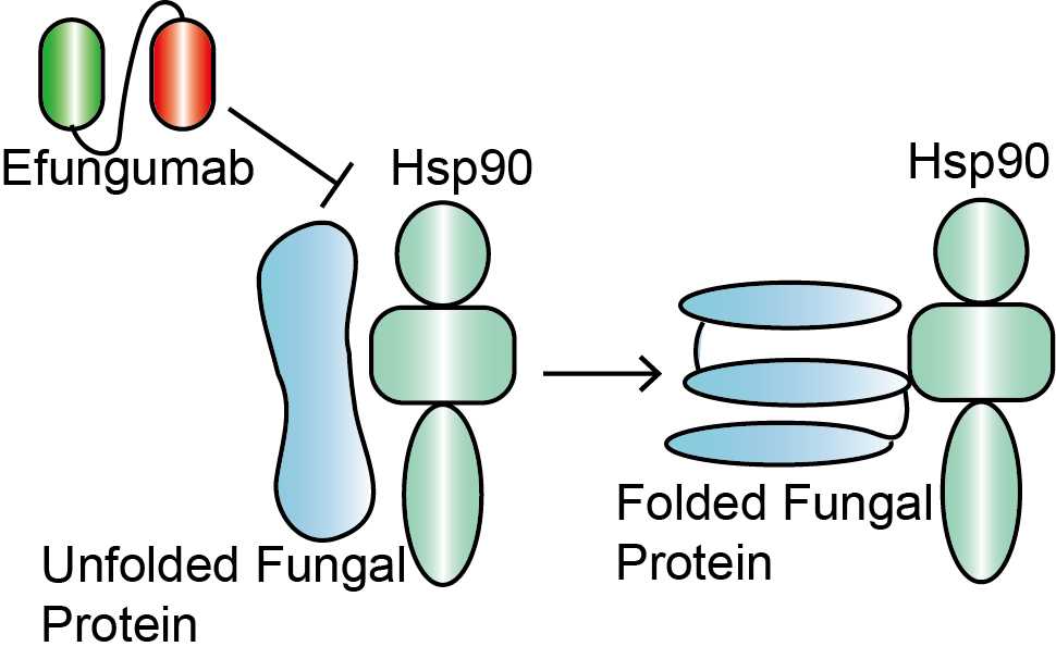 Mechanism of Action of Efungumab