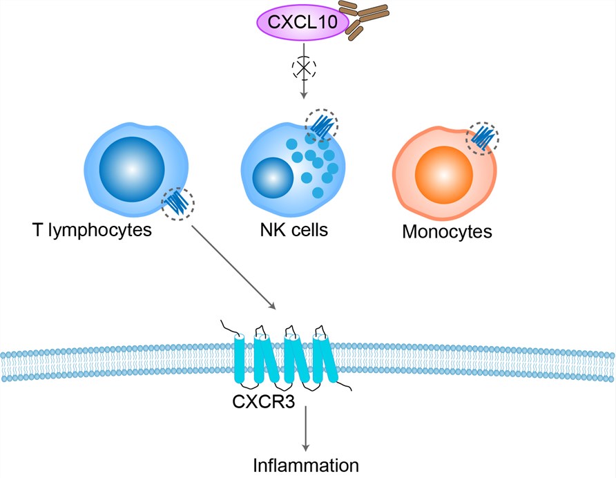 Mechanism of Action of Eldelumab