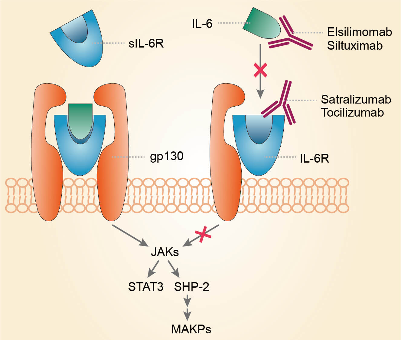 Mechanism of action of elsilimomab