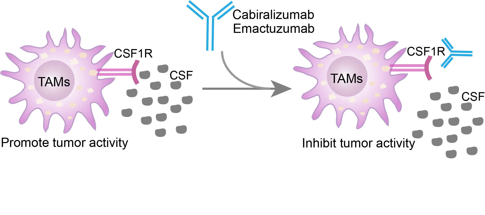 Mechanism of action of Emactuzumab