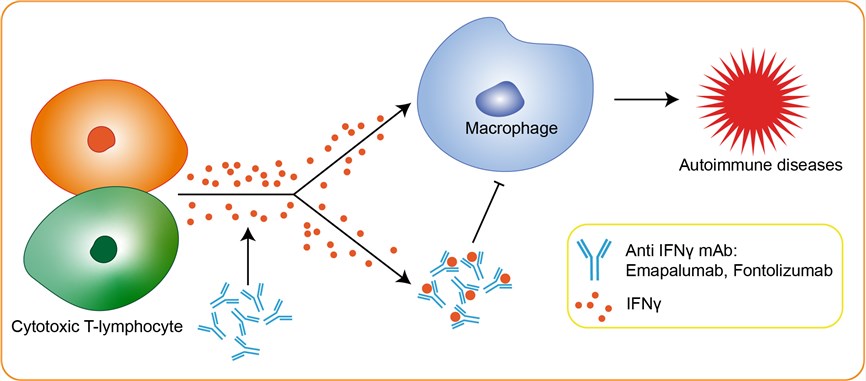 Mechanism of Action of Emapalumab