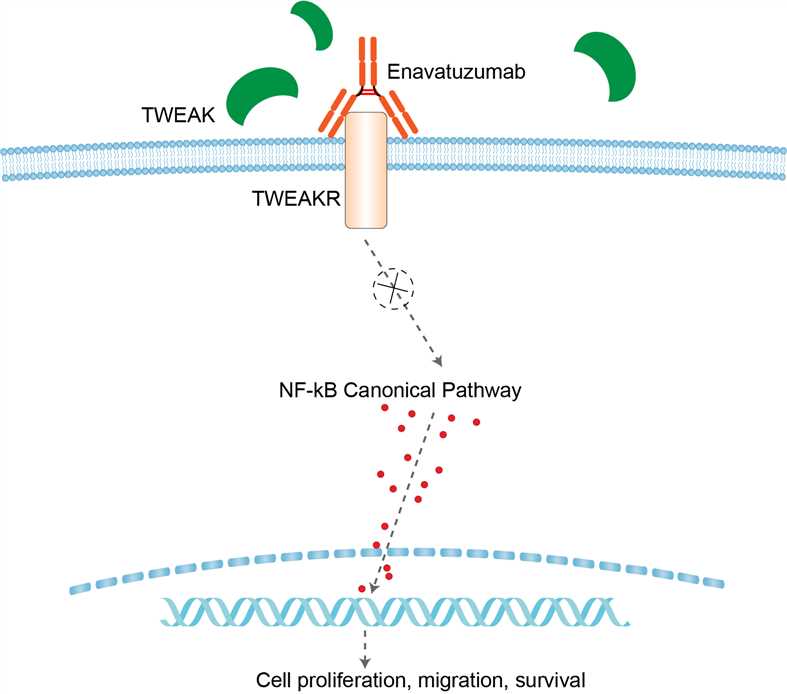 Mechanism of Action of Enavatuzumab