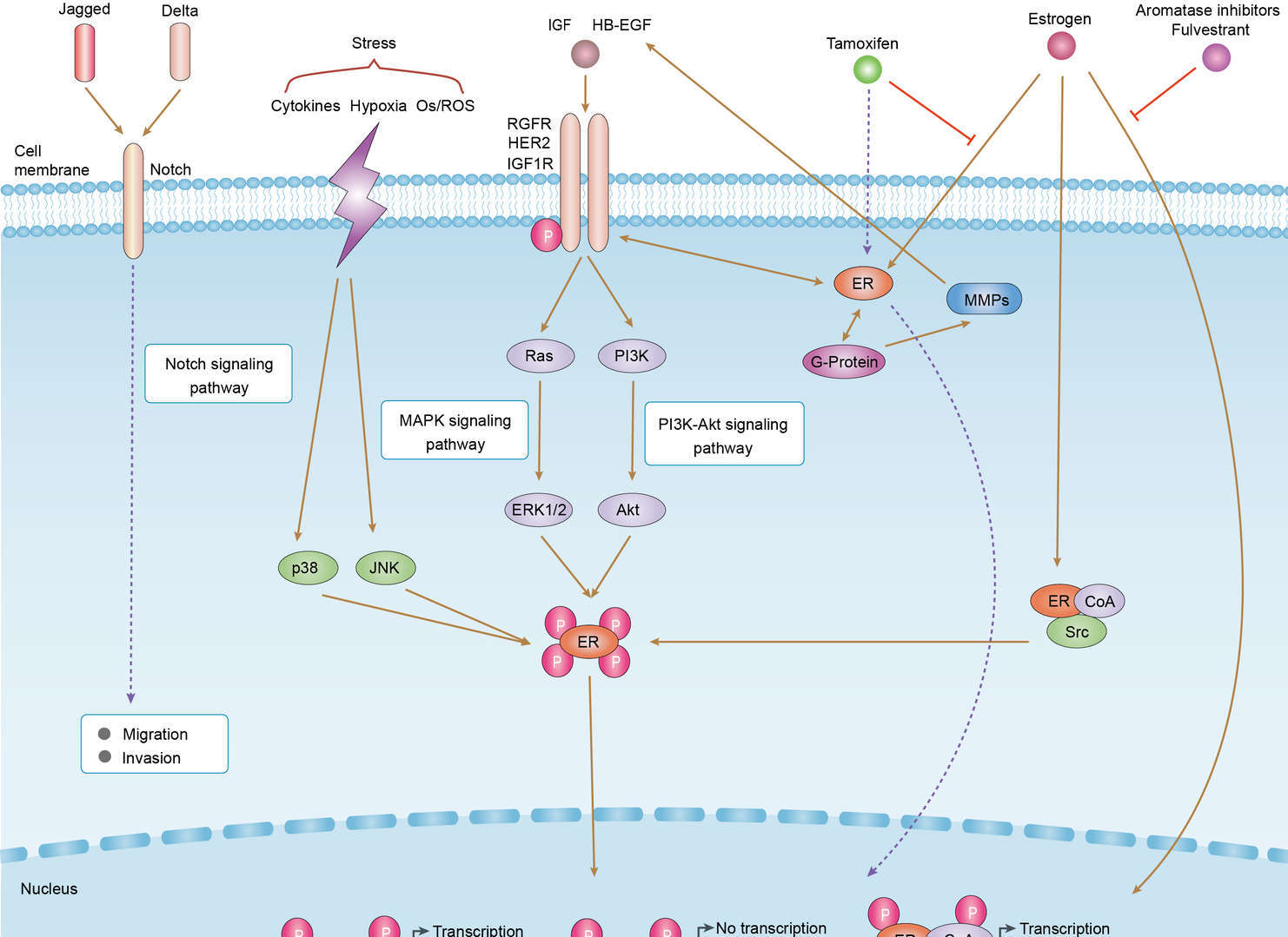 Endocrine Resistance Overview - Pathways, Diagnosis, Targeted Therapies