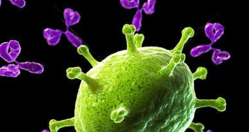 rAb Production in Cell-Free System