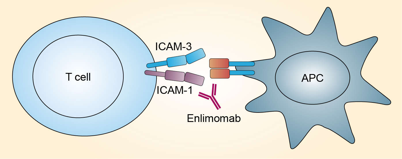 Mechanism of action of enlimomab