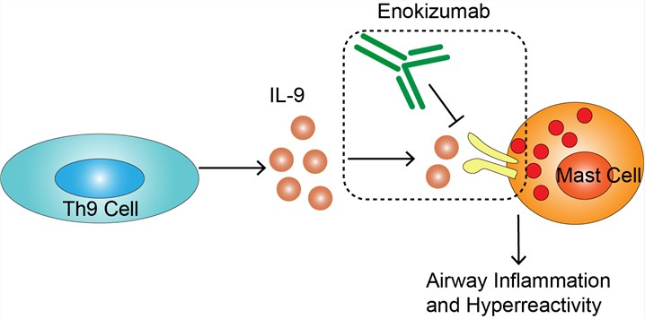 Mechanism of Action of Enokizumab