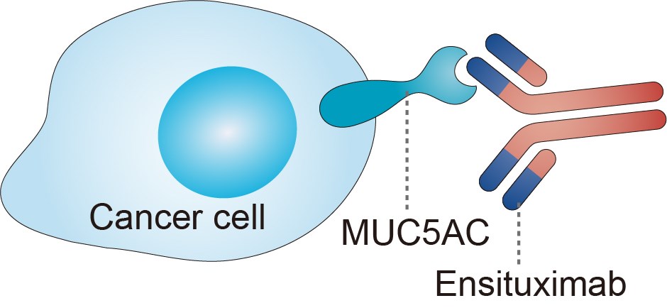 Mechanism of Action of Ensituximab