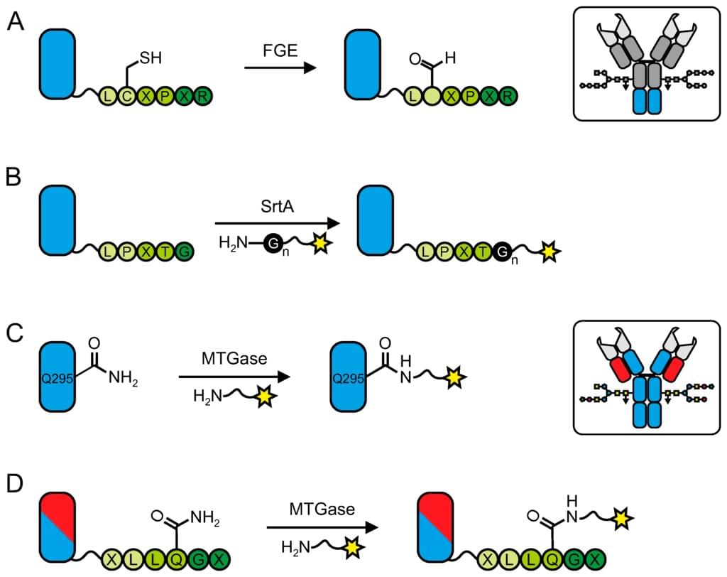  Enzymatic modified antibody