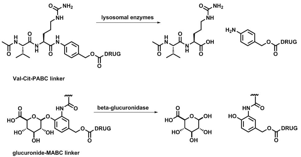 Enzymatically cleavable linkers